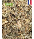 Artichaut, cynara scolymus, tisane artichaut - fleur coupée, plantes en vrac