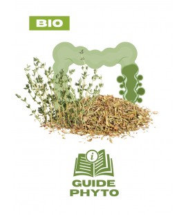 Thym et constipation - Remède naturel BIO pour le transit - Guide phytothérapie