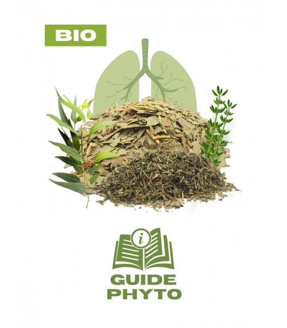 Eucalyptus et thym : le duo des voies respiratoires