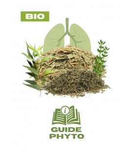 Eucalyptus et thym : le duo des voies respiratoires