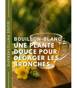 Bouillon-blanc : une plante douce pour dégager les bronches