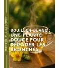 Bouillon-blanc : une plante douce pour dégager les bronches