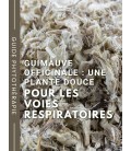 Guimauve officinale : la plante douce pour apaiser les voies respiratoires