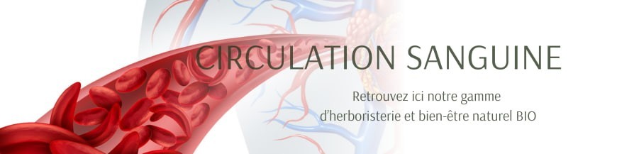 Circulation sanguine