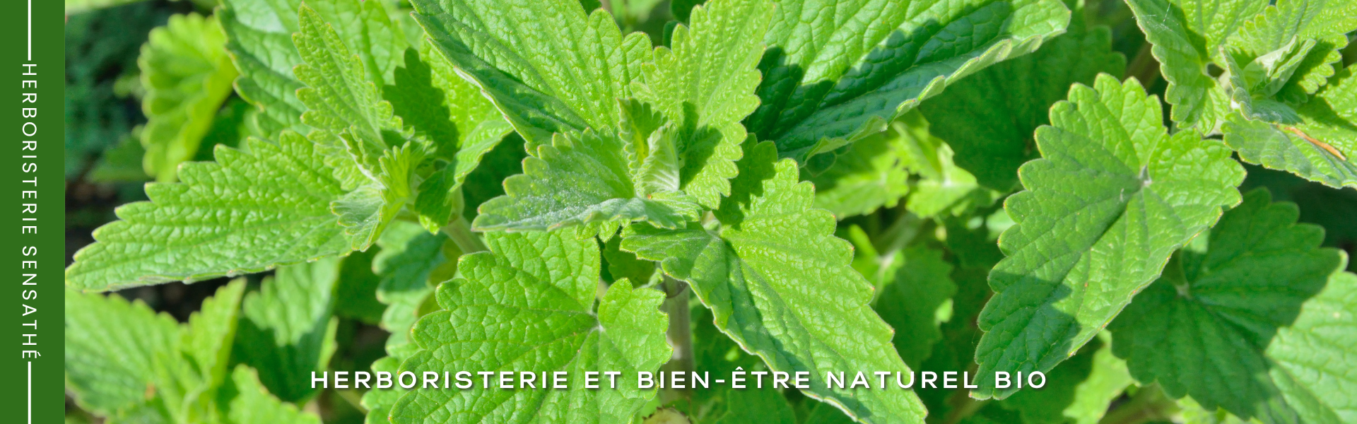 Mélisse, plante contre l'anxiété - Herboristerie Sensathé