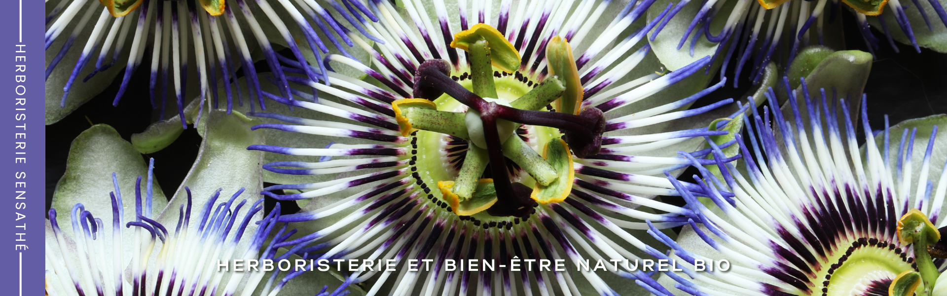 Passiflore, anxiolytique naturel - Herboristerie Sensathé