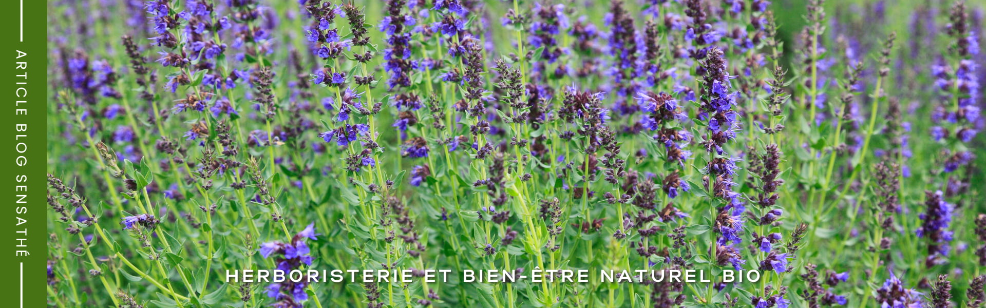 L'hysope un expectorant naturel toux grasse - Herboristerie Sensathé