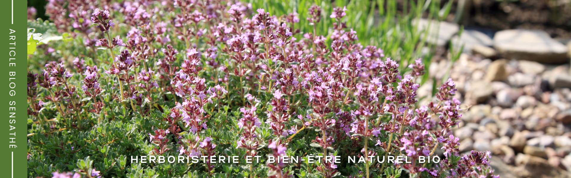 Expectorant naturel thym BIO - Herboristerie Sensathé