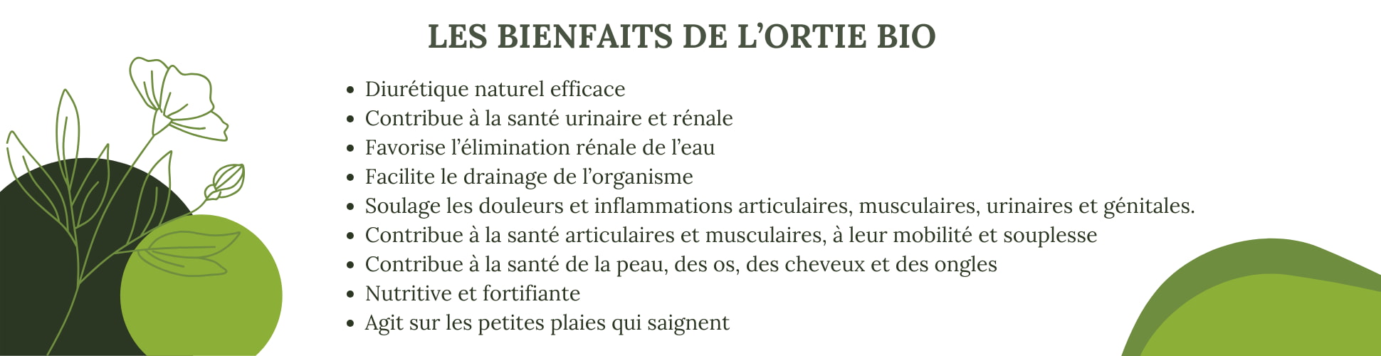 Les bienfaits de l'ortie