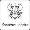 Système urinaire
