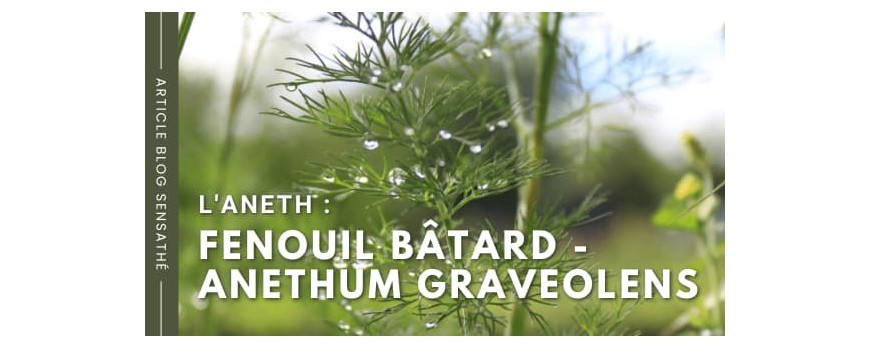 L'aneth - Fenouil bâtard - Anethum graveolens