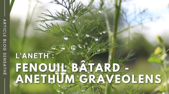 L'aneth - Fenouil bâtard - Anethum graveolens