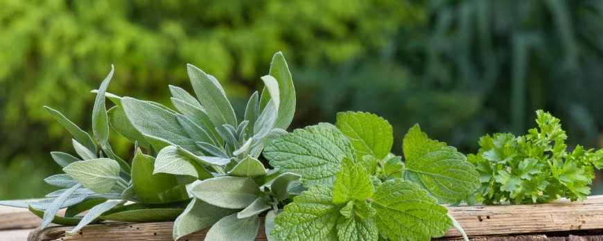 FEUILLES DE PASSIFLORE * TISANE * BIO * SOMMEIL ENDORMISSEMENT