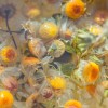 Comment réaliser une décoction ?