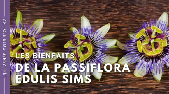 Les bienfaits de la Passiflora edulis sims
