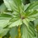 Quelle plante est la plus diurétique ? 