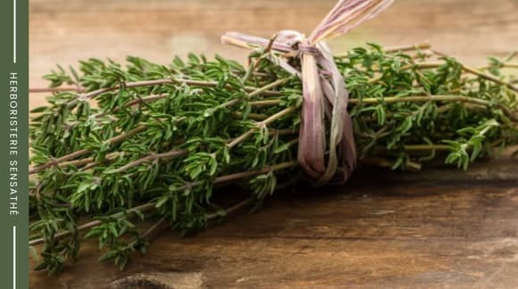 Les bienfaits du thym sur le système respiratoire